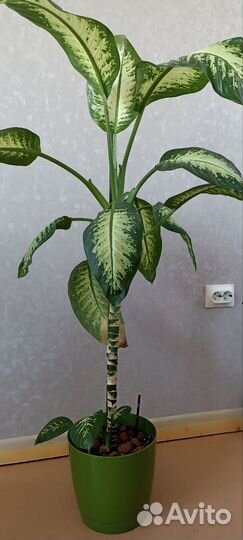 Комнатные растения цветы большие