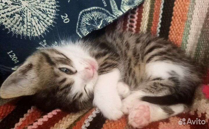 Котята в Дар