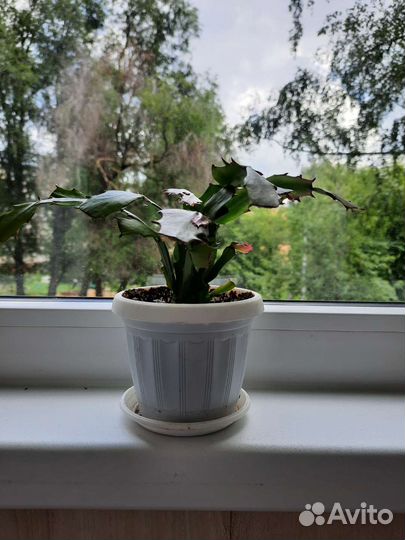 Декабрист шлюмбергера розовый