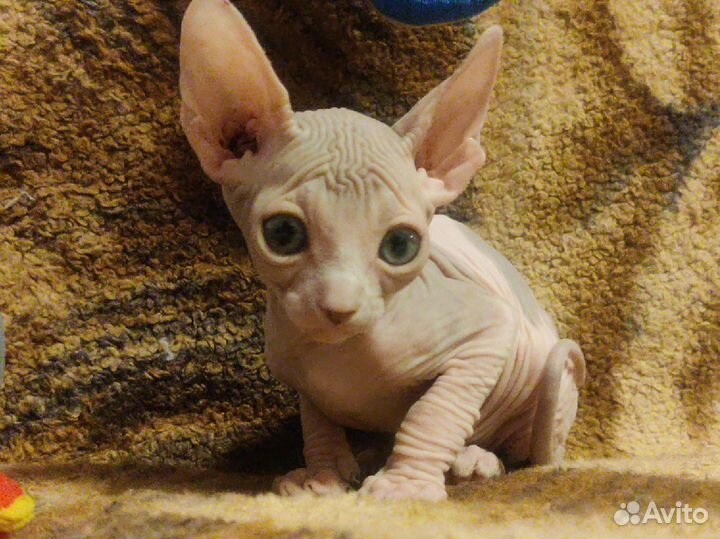 Котенок анадский сфинкс