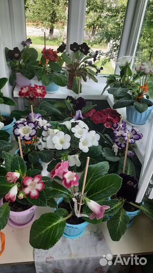 Комнатные цветы