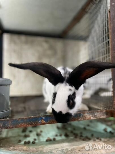 Кролики мясных пород великаны