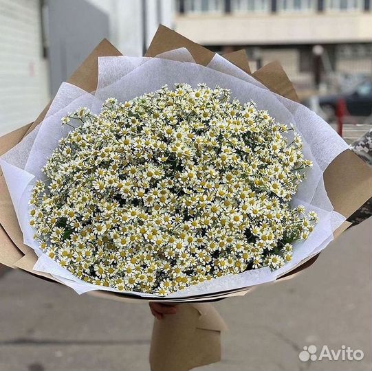 Цветы ромашки