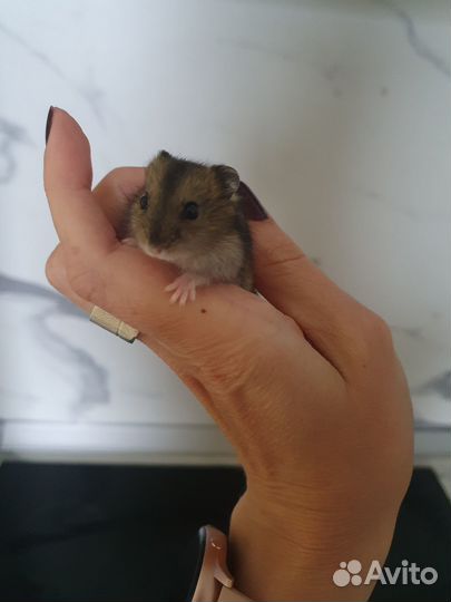 Джунгарский хомяк бесплатно