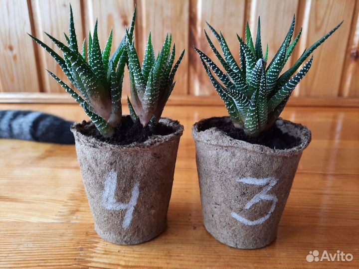 Хавортия полосатая