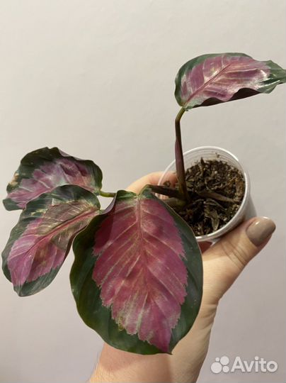 Маранта триколор