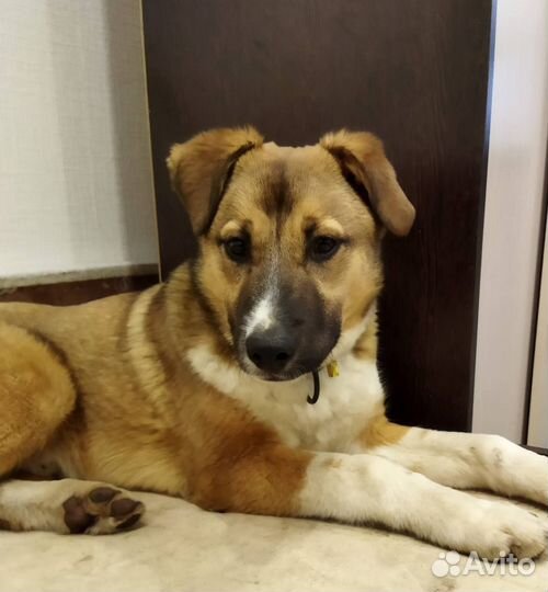 Щенок в добрые руки