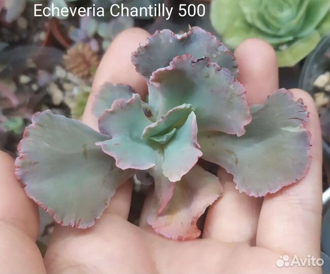 Коллекционные суккуленты