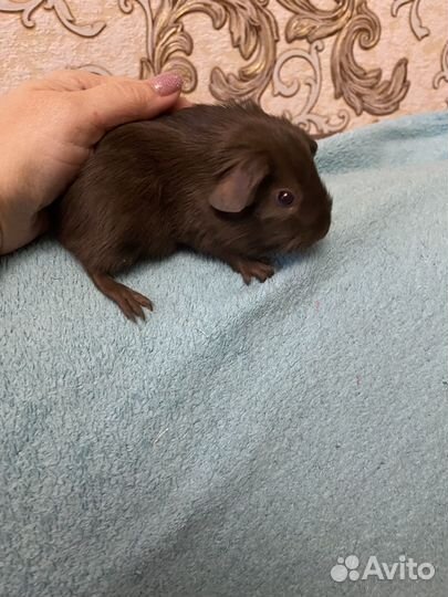 Породистые морские свинки тедди мальчик