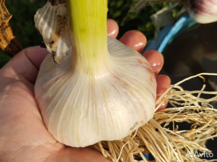 Чеснок Леоновский