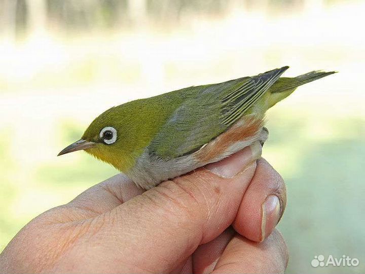 Певчие лесные птицы