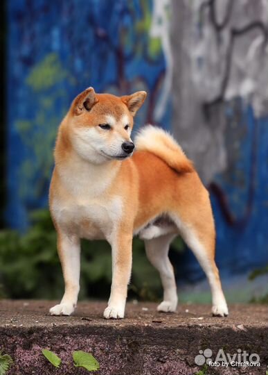 Сиба ину, кобель для вязки