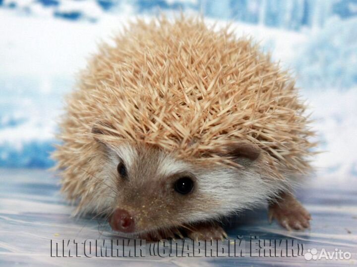 Африканские ежики. Доставка по России