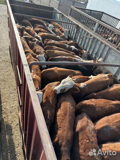 Бычки на откорм