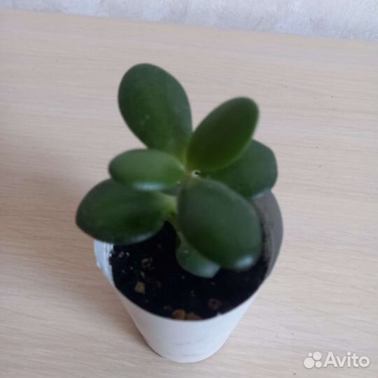 Домашние цветы