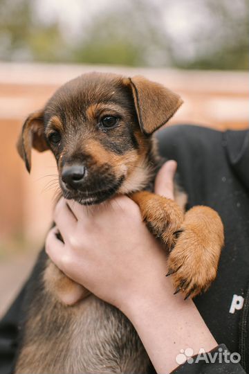 Щенок девочка в добрые руки