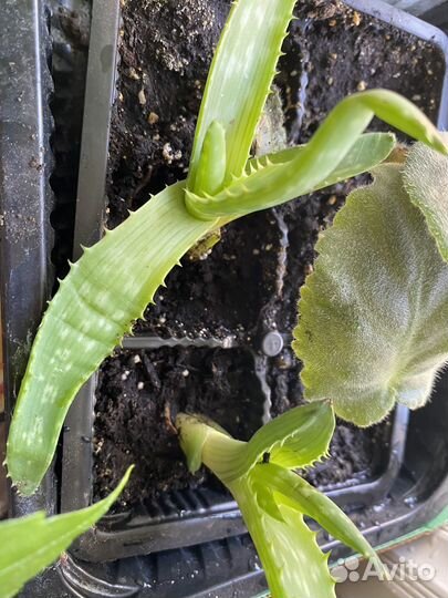 Алоэ столетник