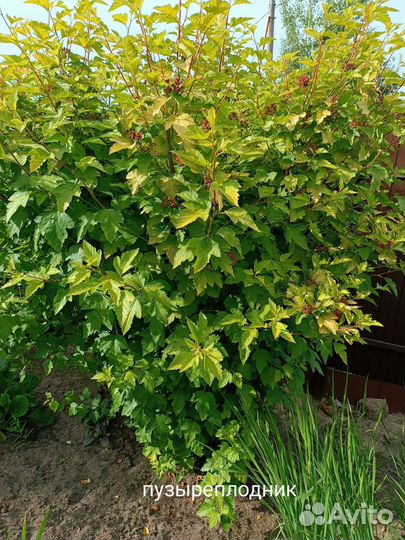 Саженцы декоративных кустарников