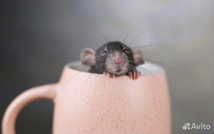 Крысята Devil