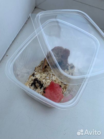 Жук знахарь и личинки (любое количество)