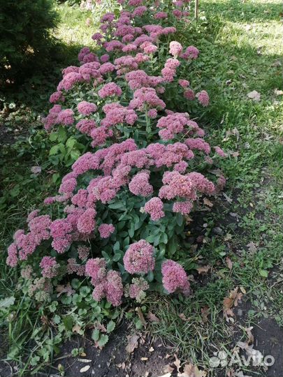 Очитки (седумы)