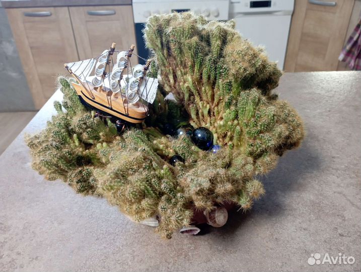 Фитокомпозиция 