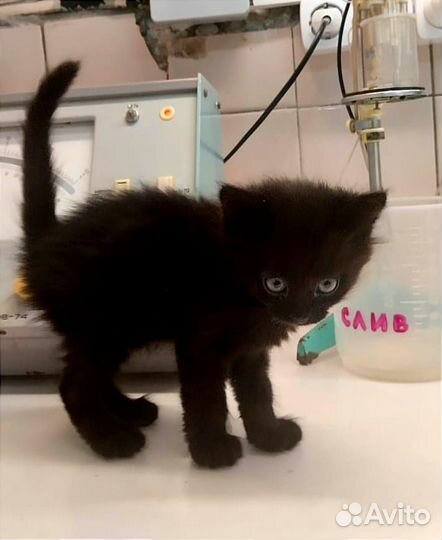 Шоколадный котёнок