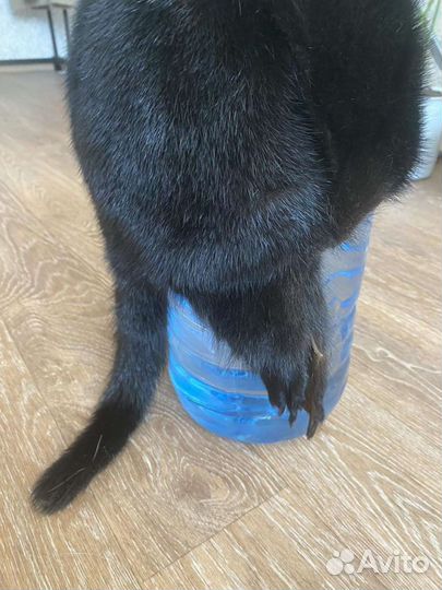 Норковая Шапка