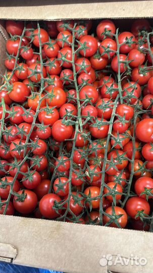 Чери помидор ветка помидор опт