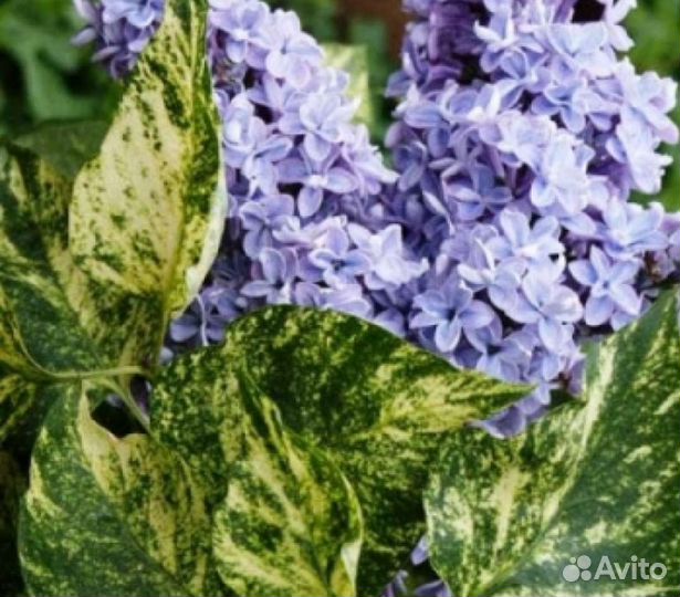 Сирень Aucubaefolia