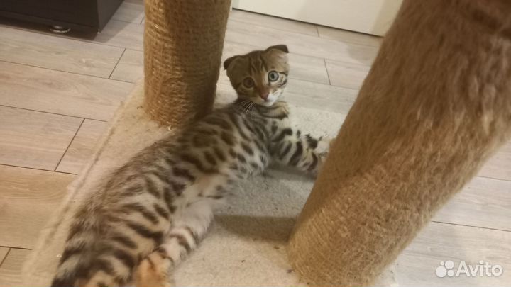 Бенгальская