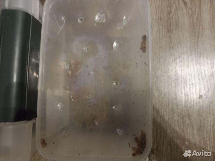 Ахатины маленькие