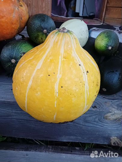 Тыквы, кабачки