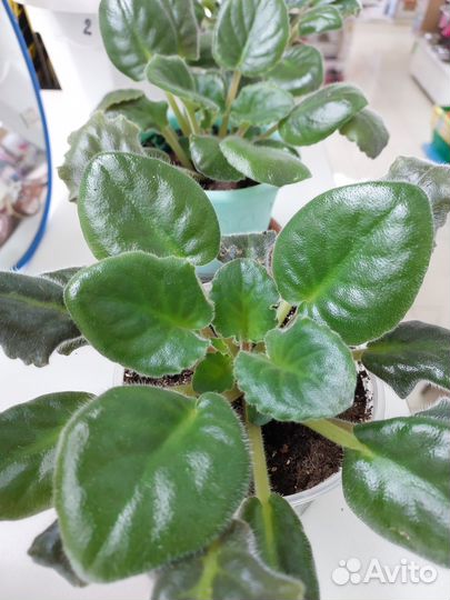 Фиалки сенполии