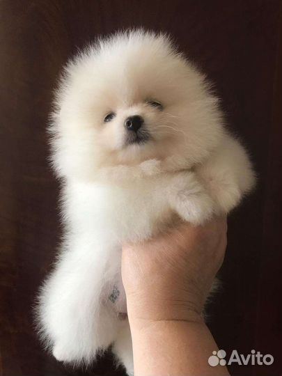 Шпиц мини микро,видео