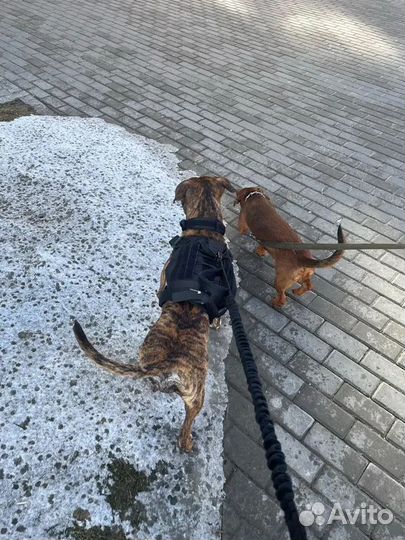Шлейка для собак крупных пород. Набор