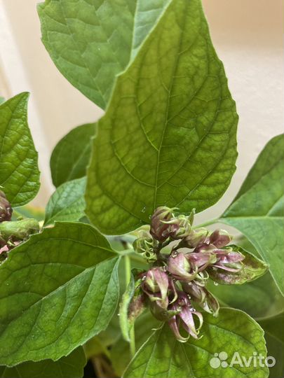 Клеродендрум филиппинский