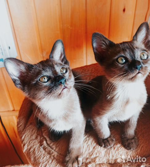 Бурманские