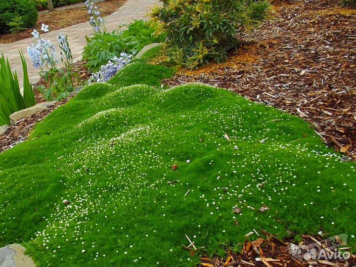 Невероятный Газон - Мшанка - Alena.park