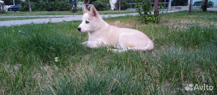 Сибирский хаски