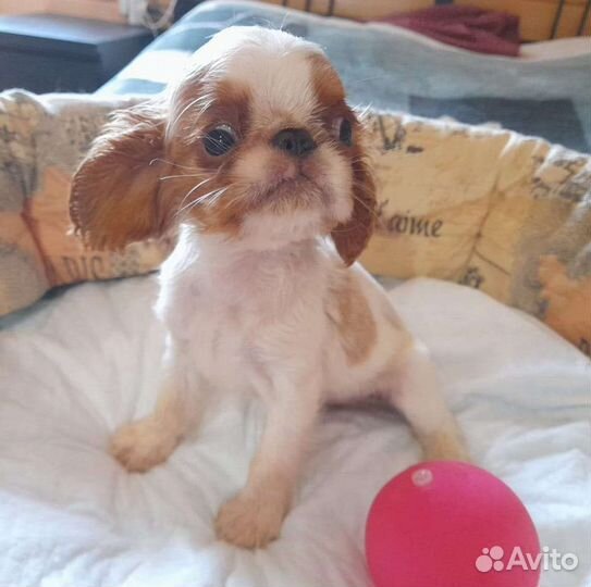 Щенки Кинг чарльз спаниель