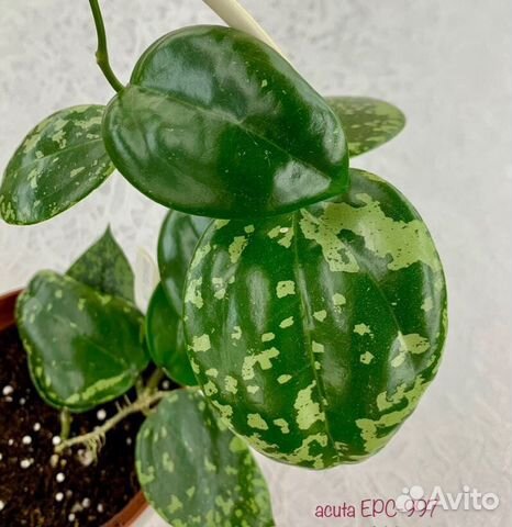 Хойя Acuta EPC-997