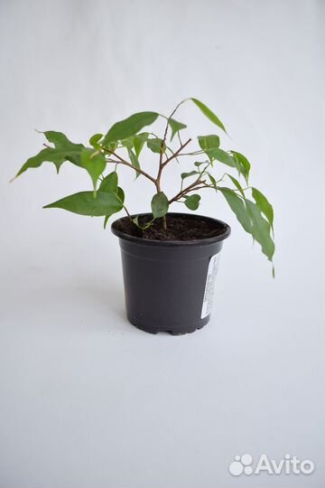 Фикус бенджамина