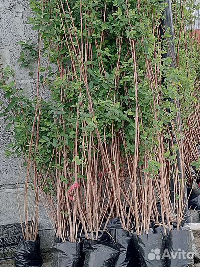 Жимолость крупномеры саженцы