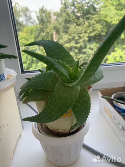 Цветок алоэ