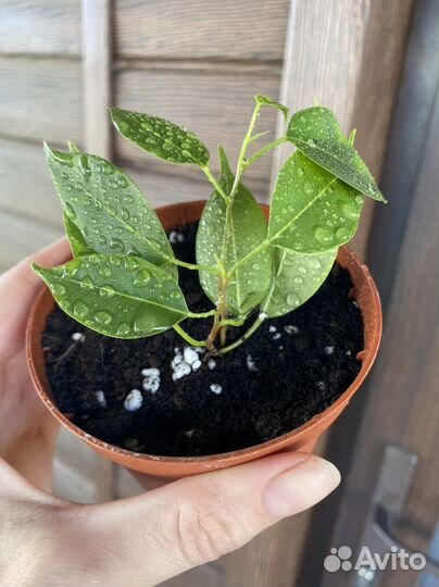 Фикус бенджамина кинки