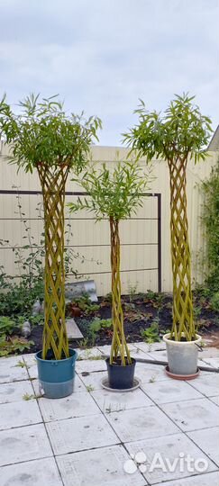 Живые плетёные деревья Ивы