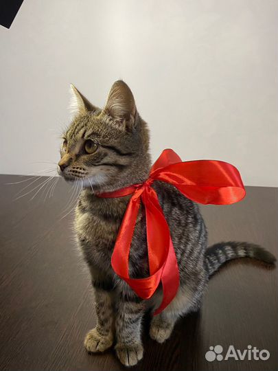 Маленький котёнок ждет семью