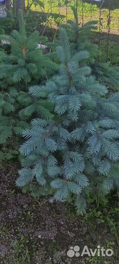 Ель колючая зелёная и ель голубая