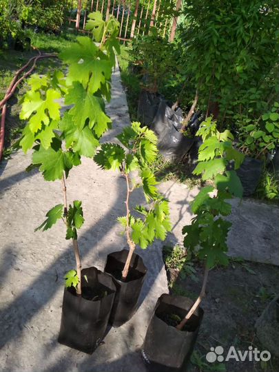 Саженцы винограда